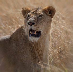 Lion sur Anne-Marie Vermaat
