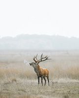 Red deer during the rut