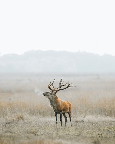 Red deer during the rut by Patrick van Os