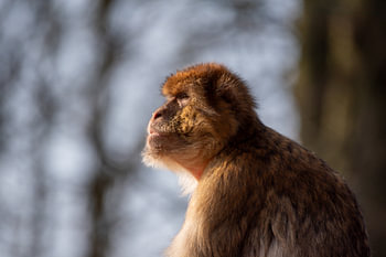Berberaffe