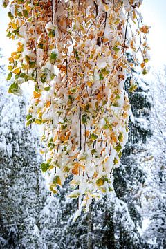 Als de herfst en de winter elkaar ontmoeten van Ginkgo Fotografie