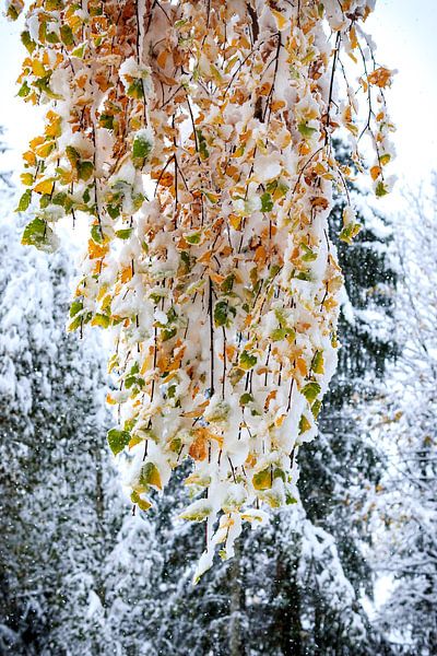 Quand l'automne et l'hiver se rencontrent par Ginkgo Fotografie