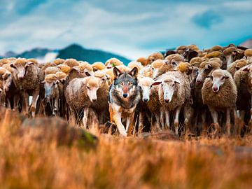 Als Schaf verkleideter Wolf von Mustafa Kurnaz