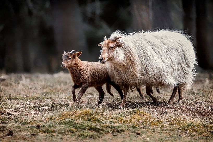 Schaap met lammetje in de natuur van Steven Dijkshoorn