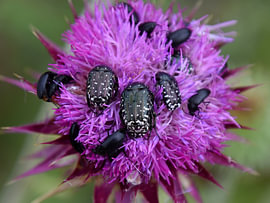 Beetles 4 by Erik Buitenhuis