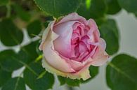 weiß-rosa Hochstammrosen in der Alleestraße in Putbus auf Rügen von GH Foto & Artdesign Miniaturansicht