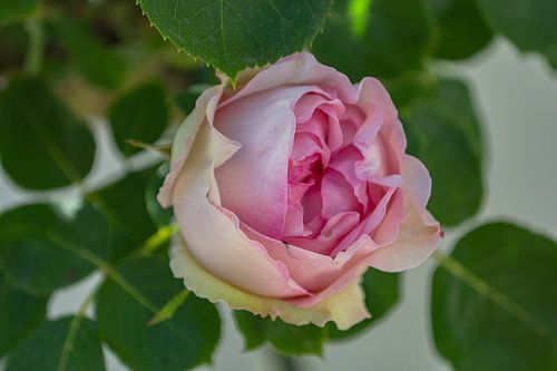 wit-roze hoge stamrozen in de Alleestraße in Putbus op het eiland Rügen