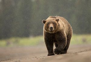 Alaska Peninsula Brown Bear, Ursus arctos gyas sur AGAMI Photo Agency