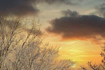 Trees with colorful sunset background van Nelemonsi Photo Art