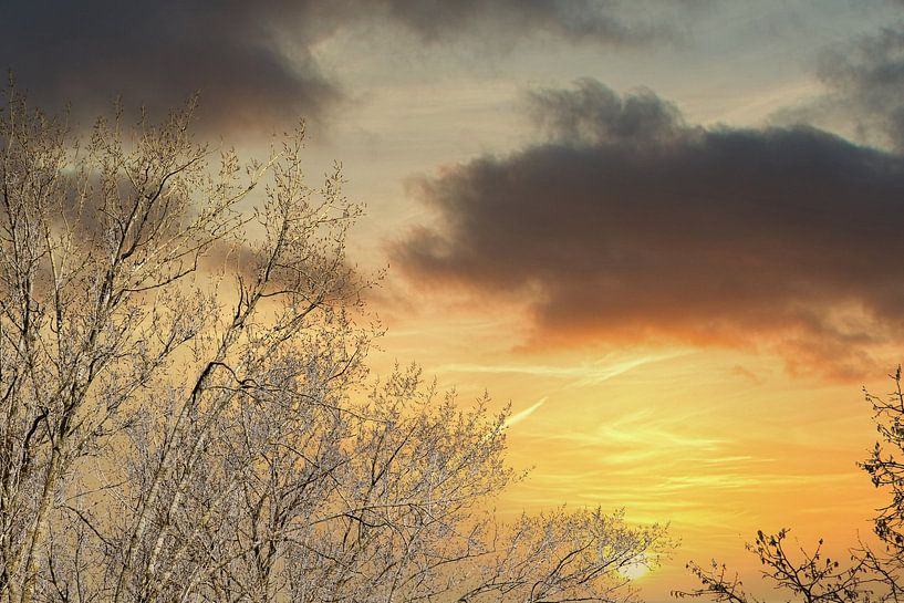 Trees with colourful sunset background by Nelemonsi Photo Art