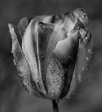 Tulp met regendruppels in zwartwit