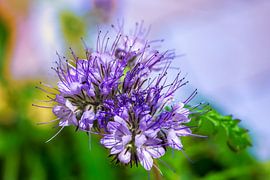 Phacelia bloem van ManfredFotos