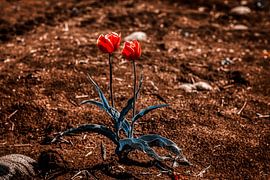 Wild Tulips on the Veluwe by Liberty Biesma