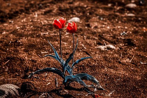 Wilde Tulpen op de Veluwe