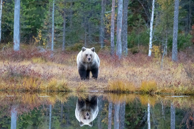 Braunbär von Merijn Loch