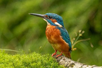 IJsvogeltje van Van Karin Fotografie