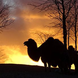 Sonnenuntergang Silhouette Kamele von Liv Jongman