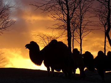 Zonsondergang silhouet kamelen van Liv Jongman