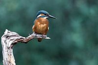 IJsvogel op de uitkijk
