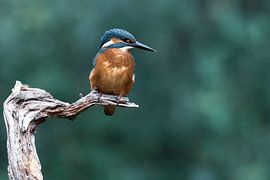 Eisvogel auf der Ausschau von Christien van der Veen Fotografie