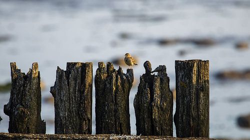 Meadow pipit by the sea