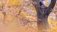 Tawny owl in autumn