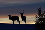 Good night... Elks in backlight silhouetted against nice evening sky van wunderbare Erde thumbnail