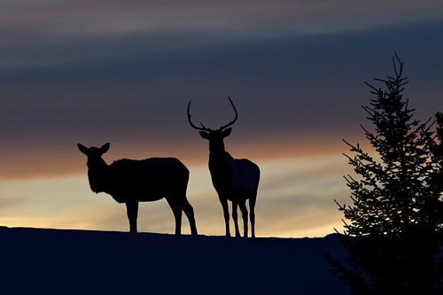 Gute Nacht... Wapitis *Cervus canadensis*