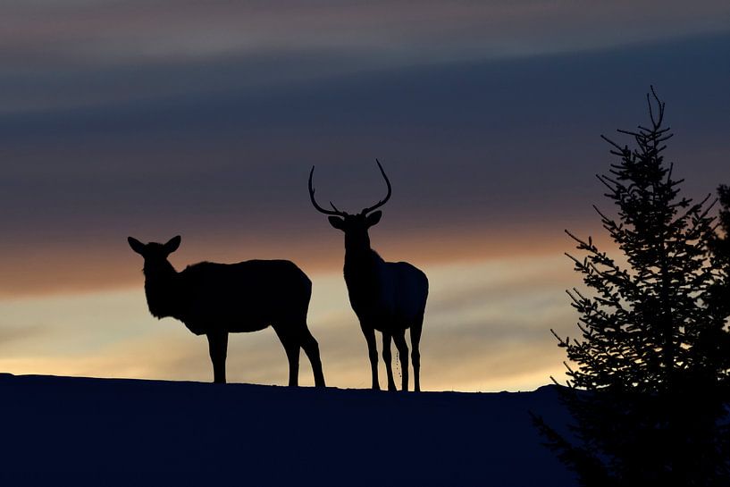 Good night... Elks in backlight silhouetted against nice evening sky van wunderbare Erde