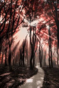 Red glow van Niels Barto