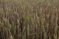 Field with grain still green and brown