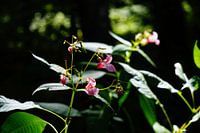 bloem in het bos