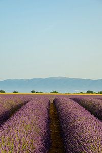 Blühender Lavendel in der Provence an einem Sommermorgen