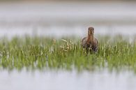 Grutto Foeragerend in het Water van Thijs Schouten thumbnail