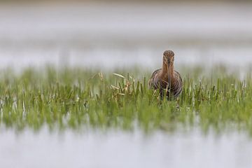 Grutto Foeragerend in het Water