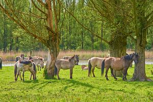 Konik-Pferde in Ruhe