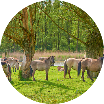 Konikpaarden in rust van Jenco van Zalk