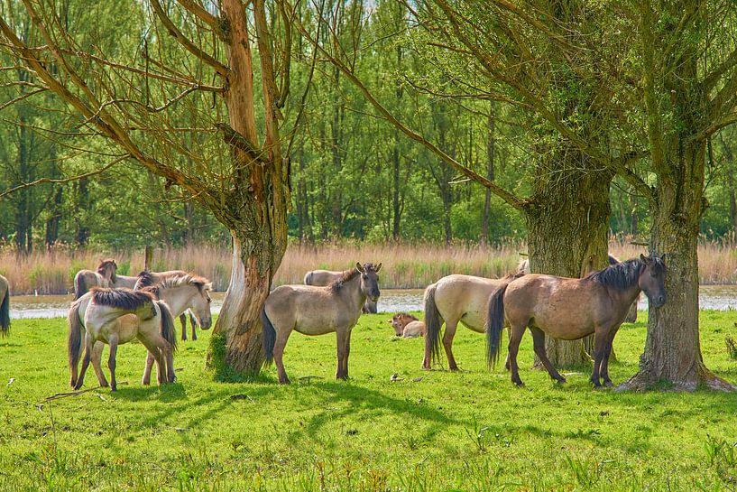 Konikpaarden in rust van Jenco van Zalk