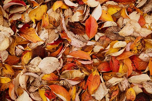 Beukenbladeren, warme herfst kleuren