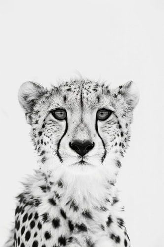 Cheetah in zwart-wit