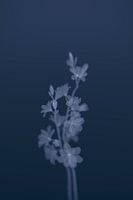 Into Deep Floral Blue 1
