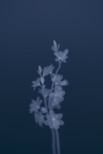 Ins tiefe Blumenblau 1