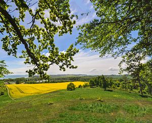 Rapsfeld in Göhren mit Blick zu den Zicker Bergen