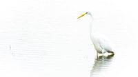 Great Egret in "High key" by Wildfotografie NL thumbnail