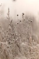 Frozen flowers