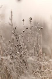 Gefrorene Blumen von Sandra Koppenhöfer