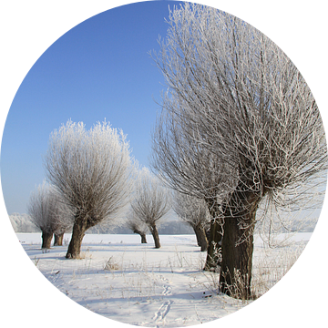 Winterlandschap met knotwilgen van Karina Baumgart