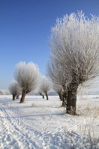 Winterlandschap met knotwilgen