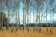 De prachtige berkenbomen ontdaan van het groen van Gerry van Roosmalen thumbnail