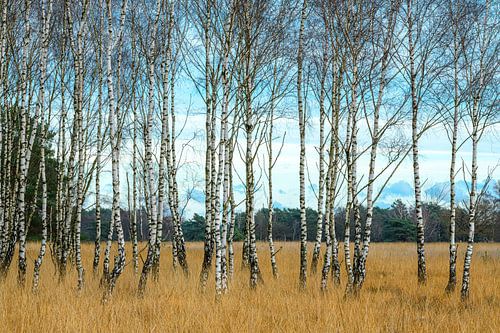 De prachtige berkenbomen ontdaan van het groen